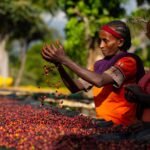 Coffee Discovery Tour – São Tomé